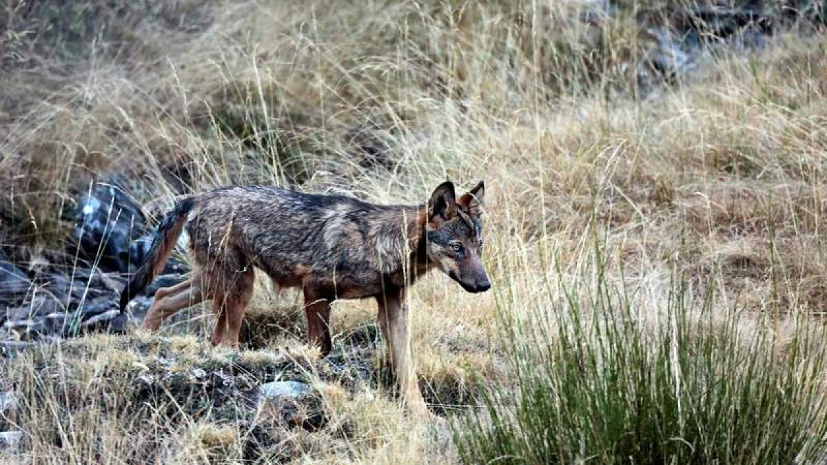 El protocolo busca reducir la conflictividad del lobo con el ganado, sobre todo en Asturias, donde se han disparado los atauqes. ANDONI CANELA