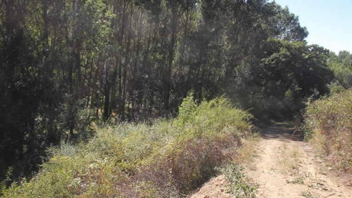 La ruta de las Puentes de Malpaso donde se perdieron los jóvenes de fiesta en Molinaseca.