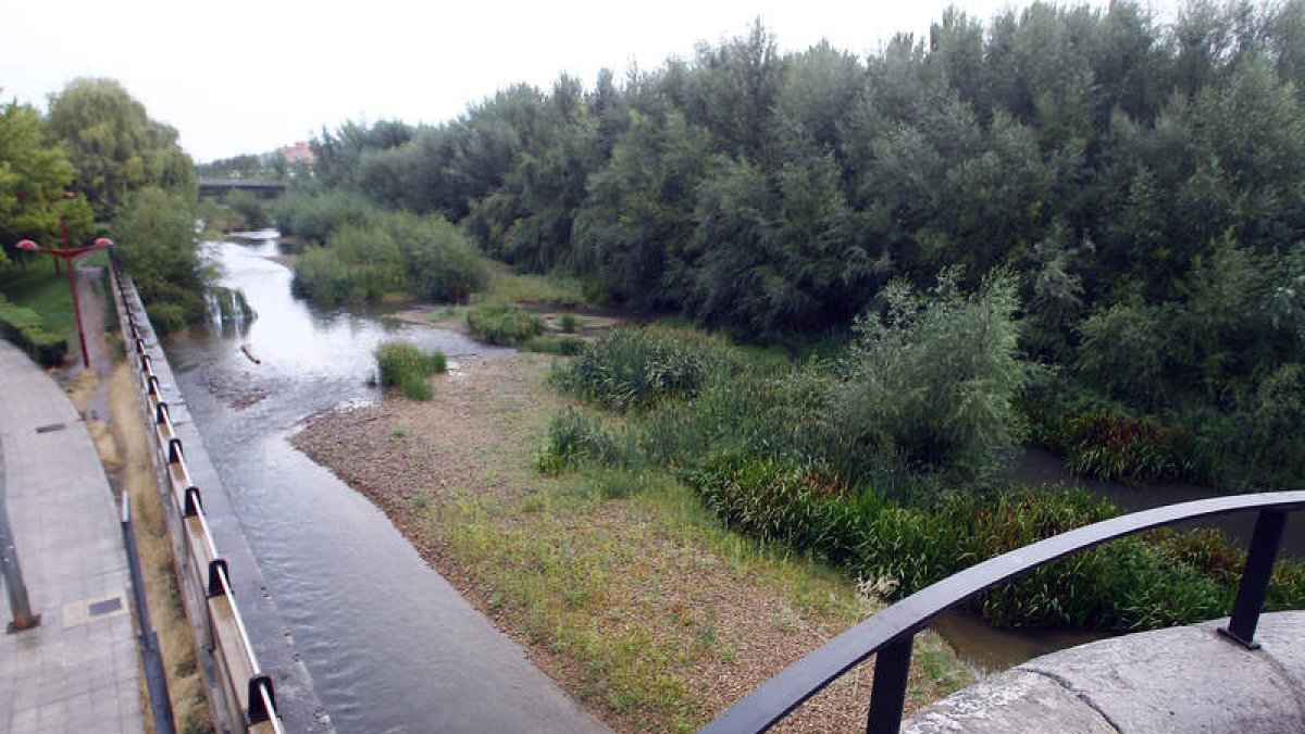 La vegetación invade las márgenes del Bernesga a la altura del Puente de San Marcos.