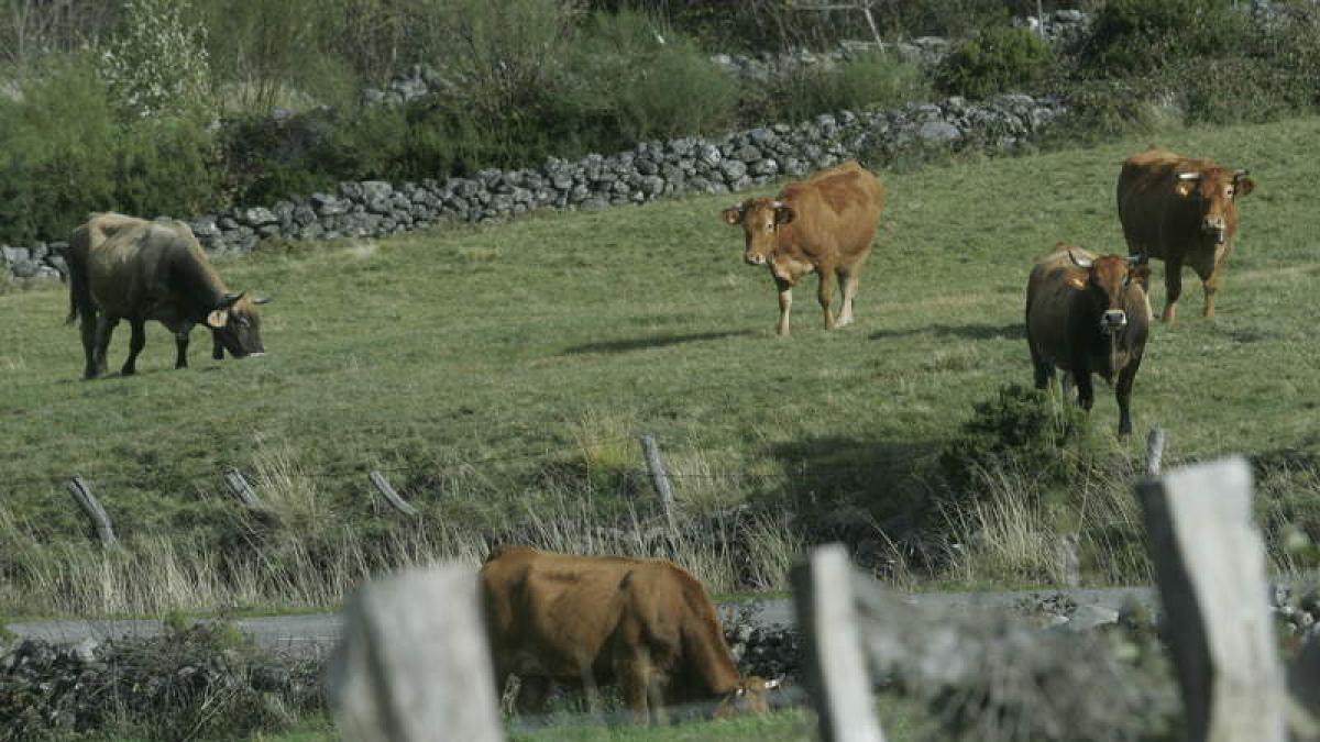 Vacas pastando en el Bierzo, en una imagen de archivo. ANA F. BARREDO