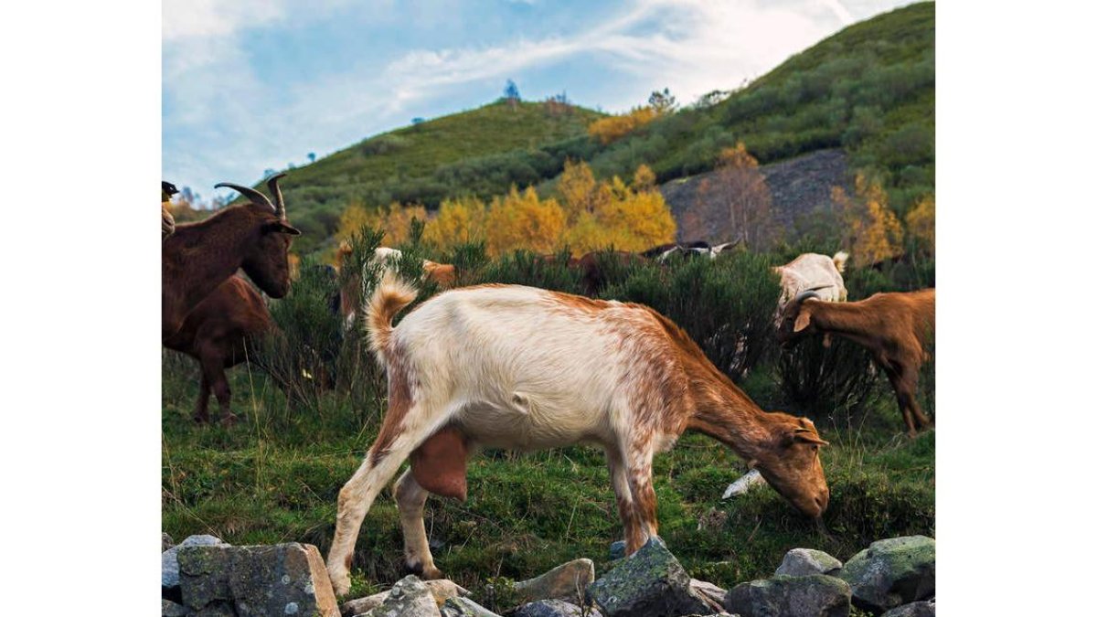 Ganado caprino en pastos de montaña. archivo