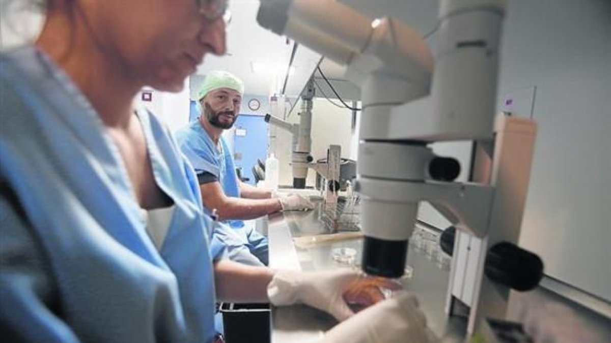 Investigación sobre fertilización humana.