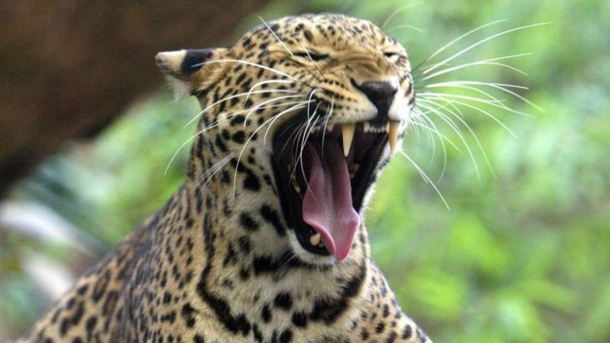 Un leopardo, en un zoo de Bangkok.
