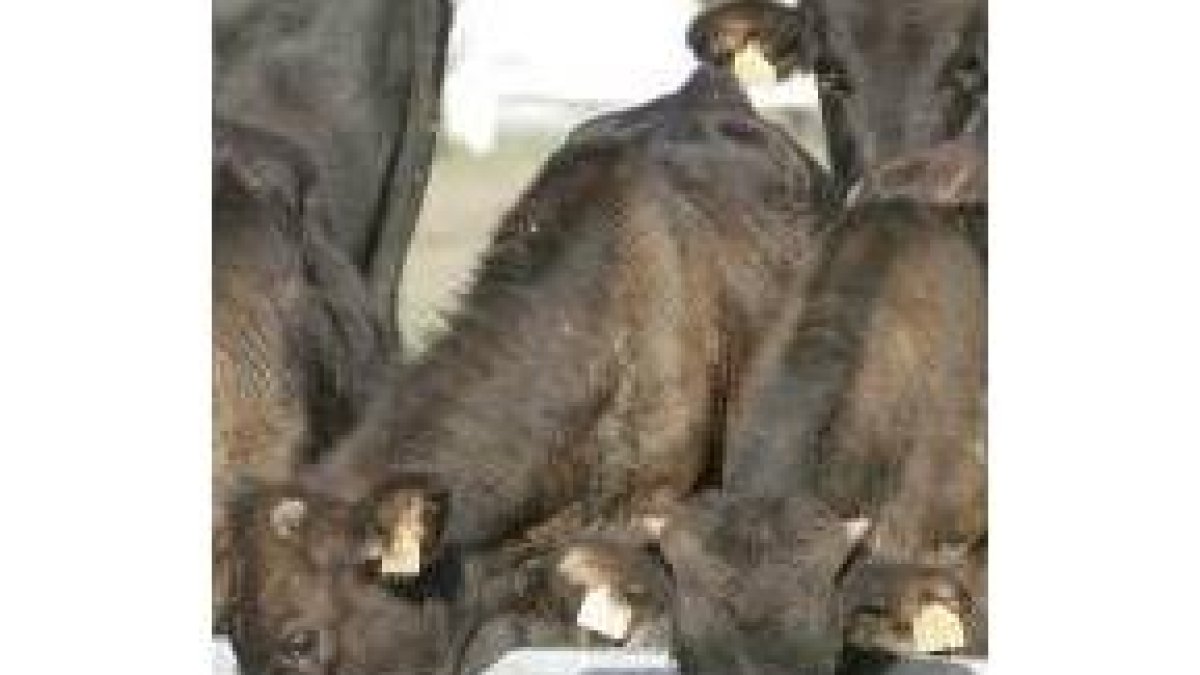 Este tipo de carne presenta un gran número de cualidades beneficiosas
