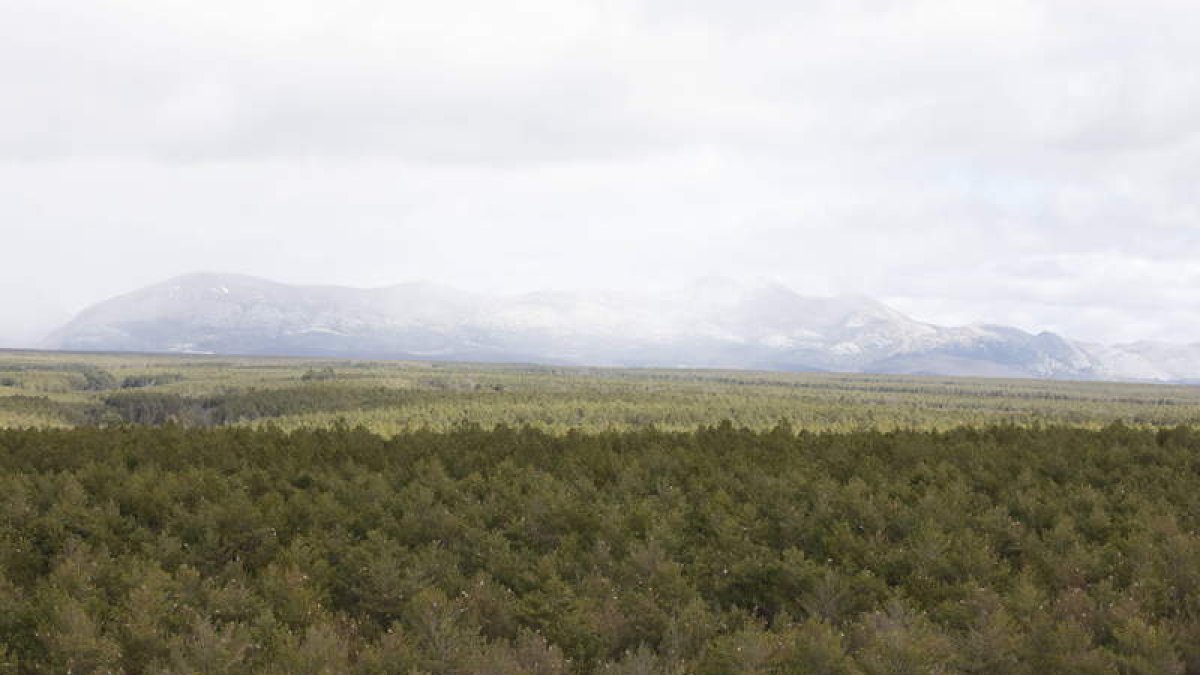 El monte del Riocamba es un referente en la gestión forestal sostenoble en España. MARCIANO PÉREZ