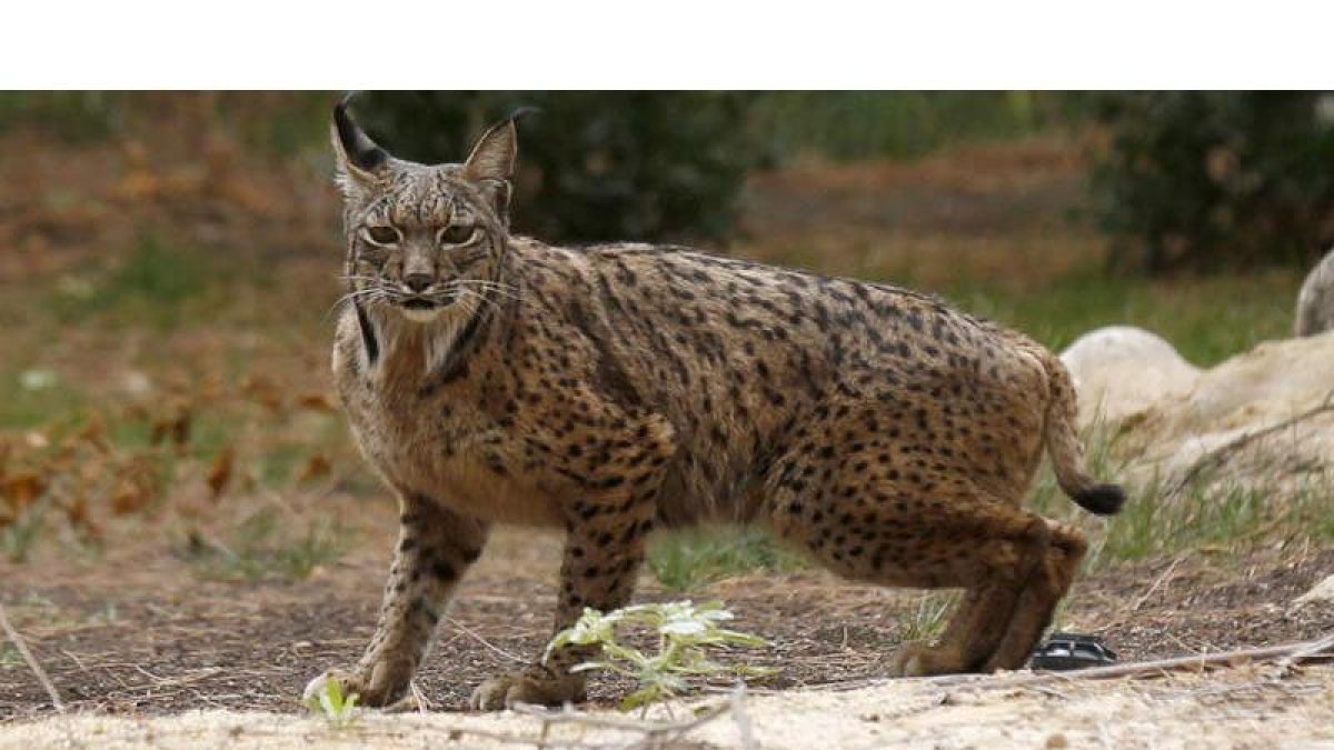 España pedirá un nuevo plan europeo para la protección del lince ibérico. SERGIO BARRENECHEA