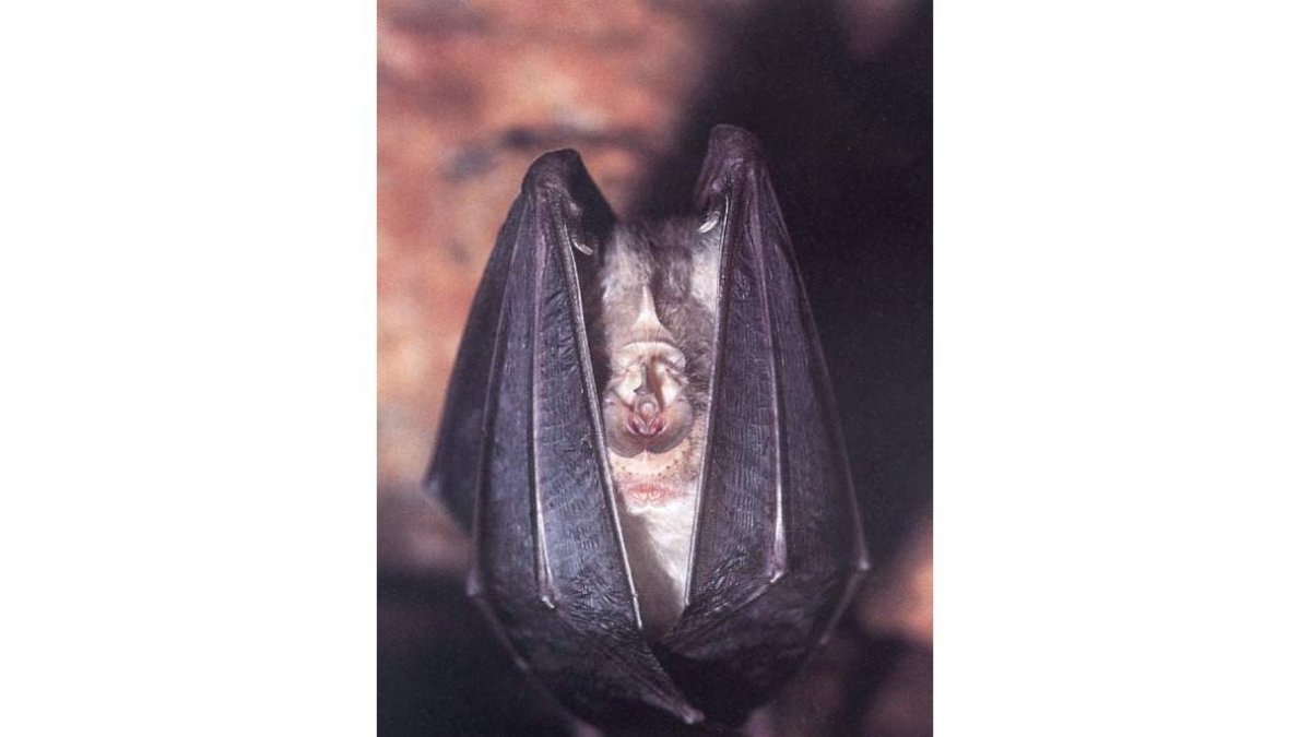 Descanso de un murciélago. DL