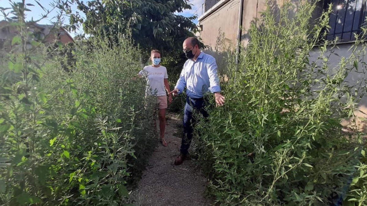Imagen facilitada por el PP de la visita de Morala entre maleza de grandes dimensiones. DL