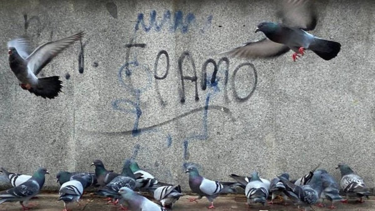 Imagen de archivo de varias palomas. DL