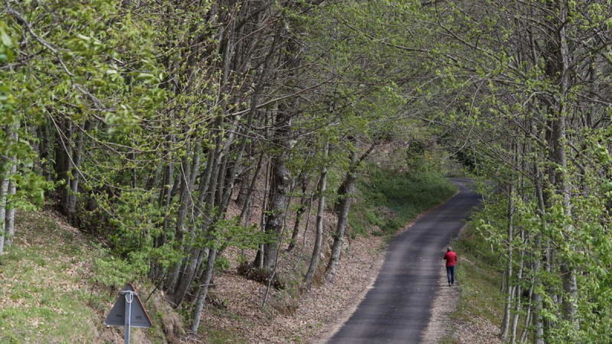 Castaños en la zona de San Julián, en el Bierzo Oeste, donde la plaga de la avispilla es evidente. L. DE LA MATA