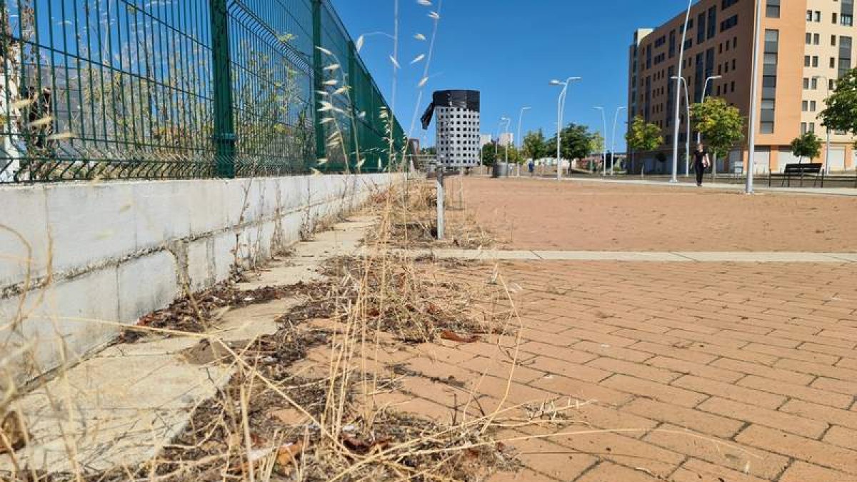 La maleza seca crece en La Lastra. DL