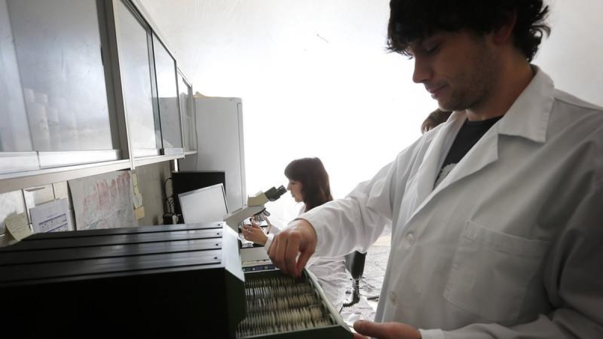 Análisis de los pólenes en el Registro Aerológico, ayer en la Universidad de León. JESÚS F. SALVADORES