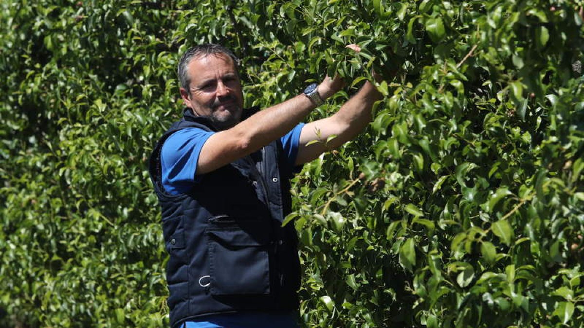 José Ángel Bodelón, ayer en una finca de frutales. ANA F- BARREDO