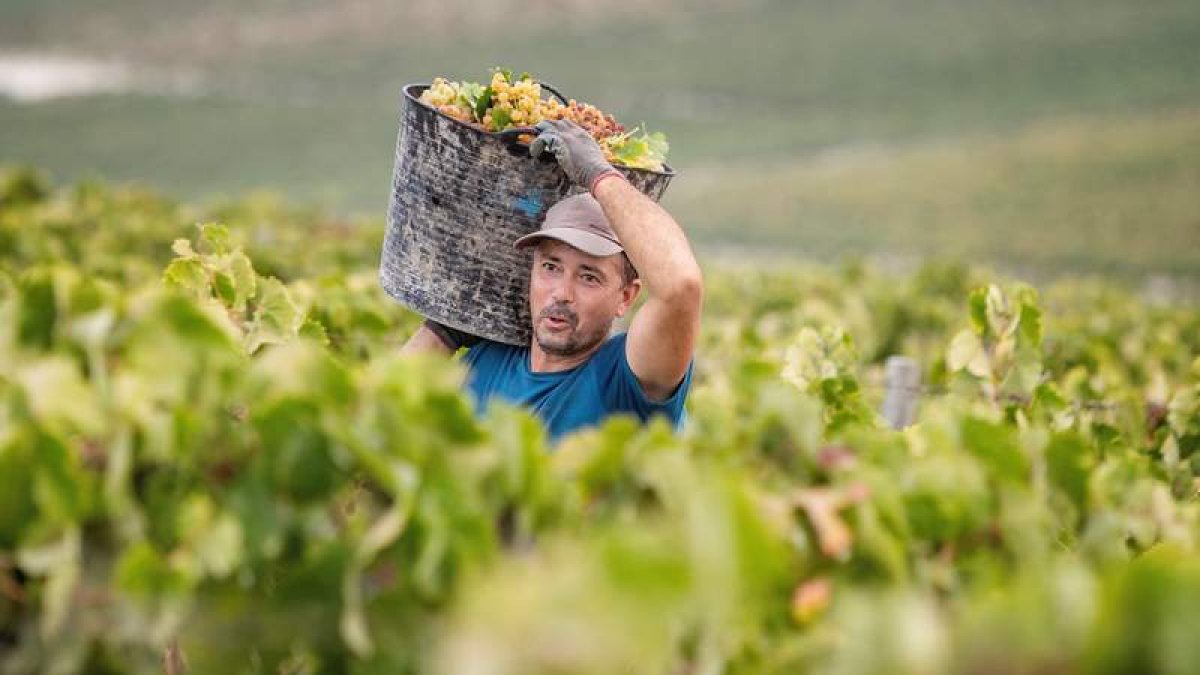 Un vendimiador en los viñedos. efe