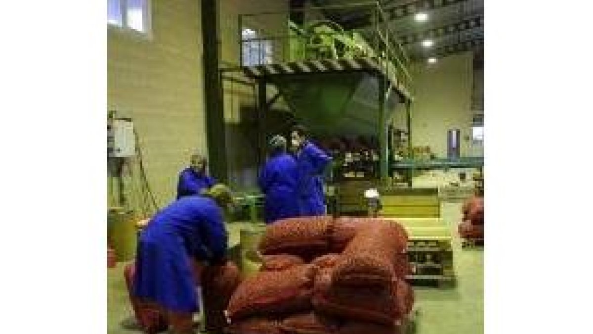 El 60% de la producción sale al extranjero, donde es muy apreciada