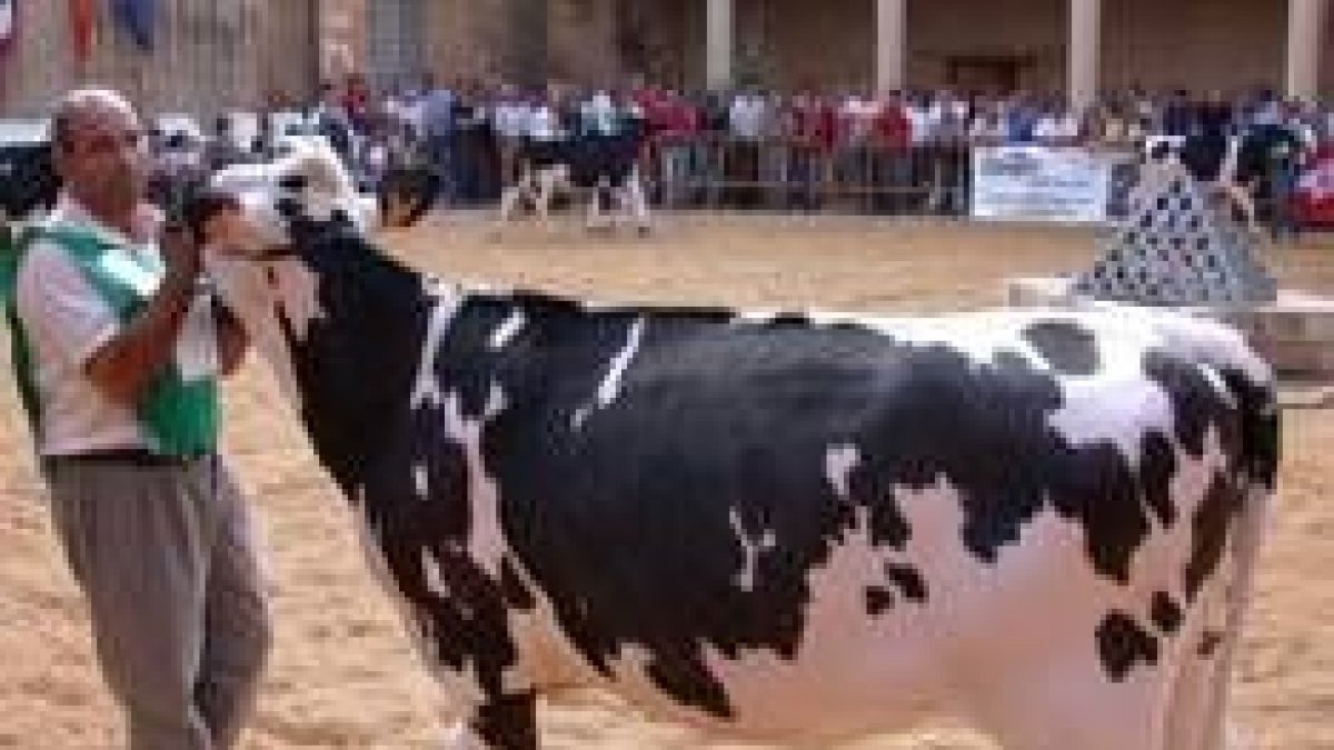 Un momento del concurso-exposición durante la jornada de ayer