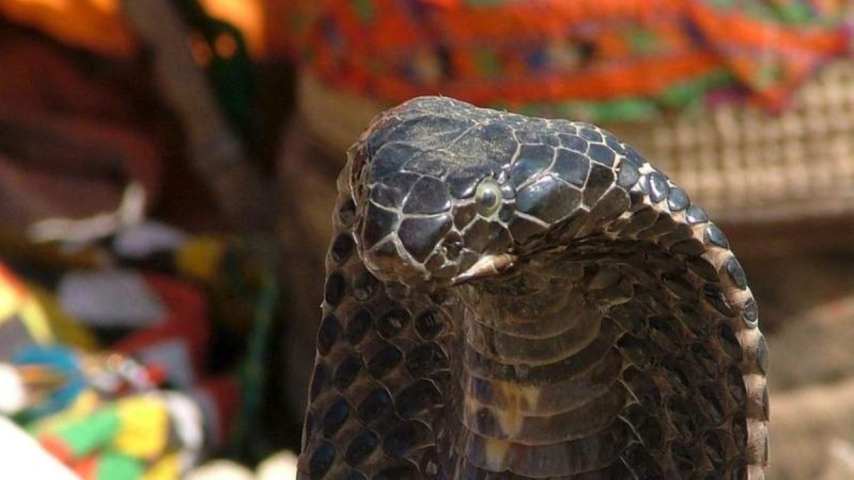 Una serpiente cobra levanta la cabeza bajo los efectos de la flauta. NADEEM KHAWER