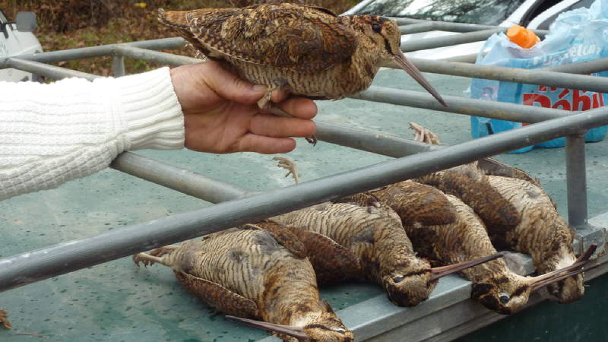 Algunas becadas abatidas en Modino en cacerías durante la pasada temporada.