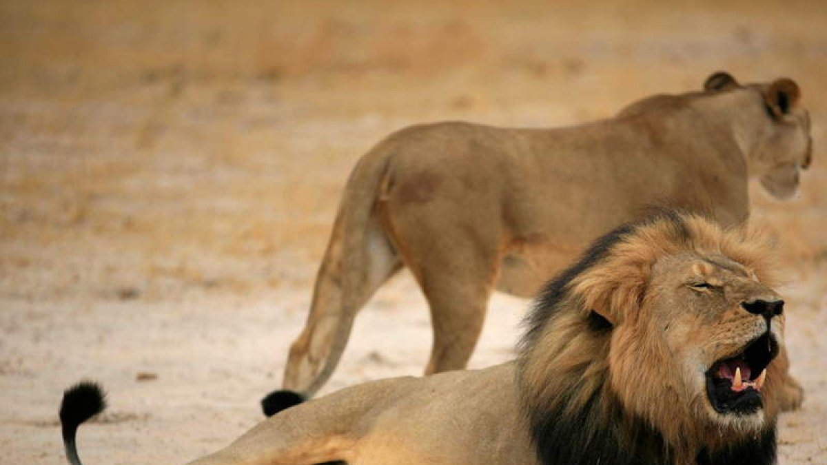La muerte de ‘Cecil’ desató una gran polémica internacional entre los conservacionistas.