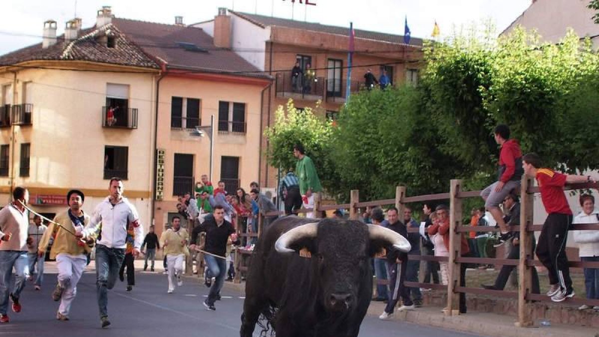 Los pastores azuzan al astado más rezagado de la manada.