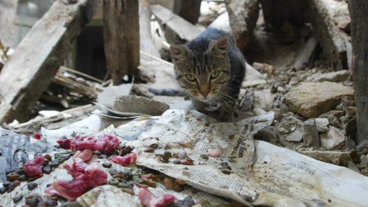 Un gato callejero encuentra comida en el entorno de la plaza leonesa de Don Gutierre. JESÚS