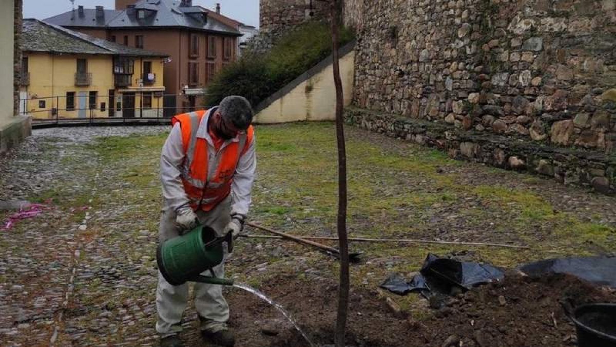 Imagen de la plantación del nuevo ciruelo en el patio. DL