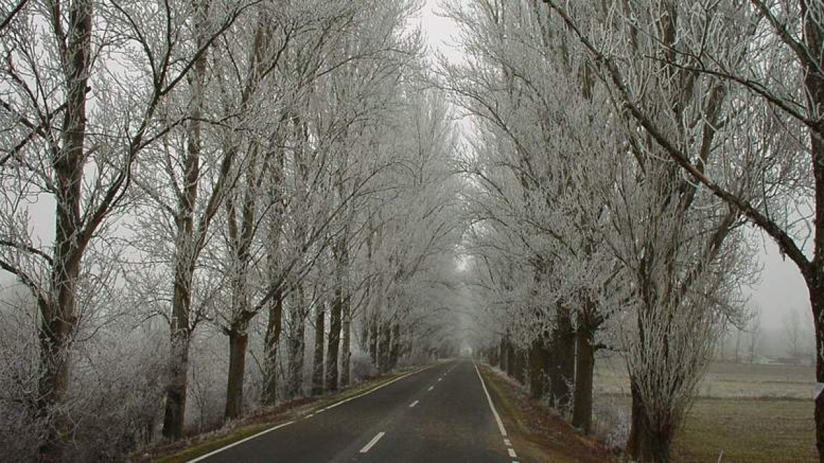 Una carretera flanqueada por chopos