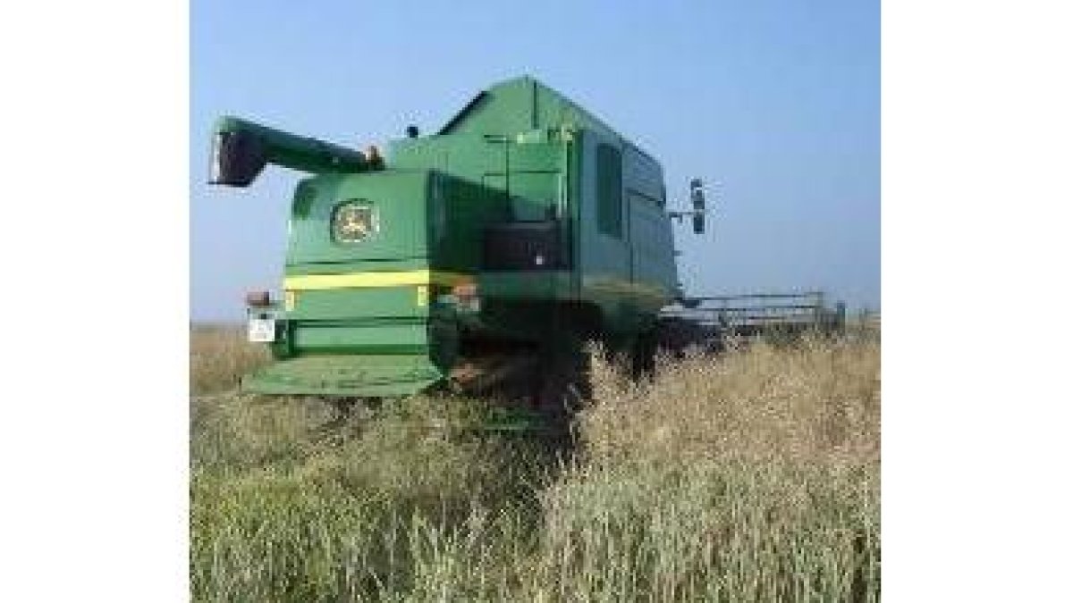 Una máquina cosecha colza en la vega del Esla