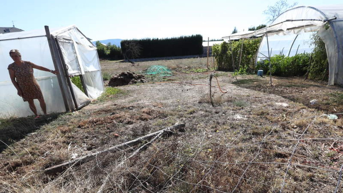 Daños provocados por jabalíes en un huerto de Campo. ANA F. BARREDO