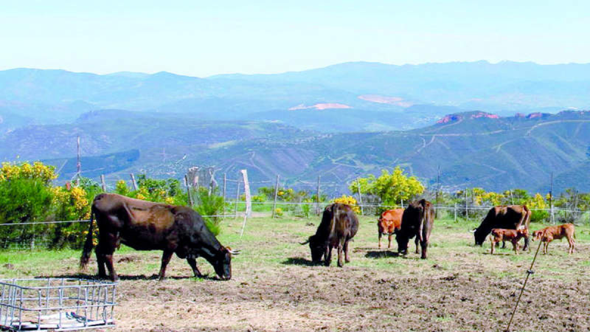 Ejemplares de la raza mantequera leonesa pastan en montes de Benuza. DPTO. PRODUCCIÓN ANIMAL (ULE)