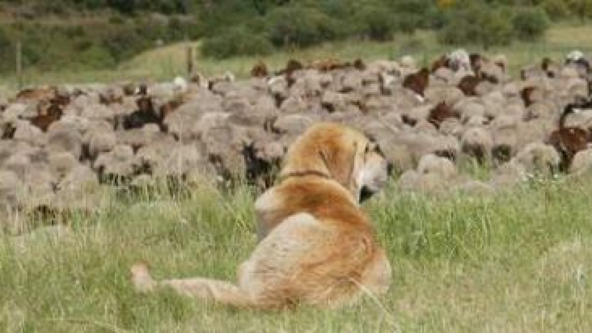 Un mastín vigila un rebaño en los pastos de la montaña leonesa.