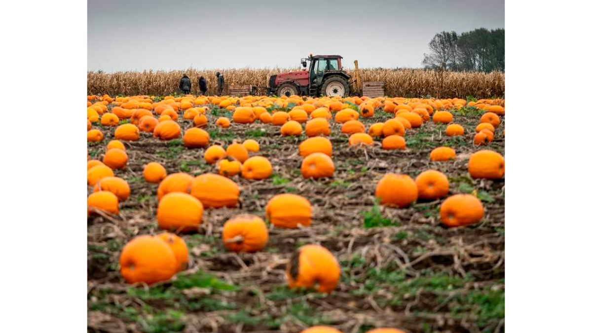 Hortalizas de otoño en un campo de cultivo extensivo. efe