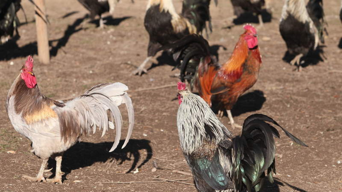 Gallos de pluma, en una explotación de la Cándana.