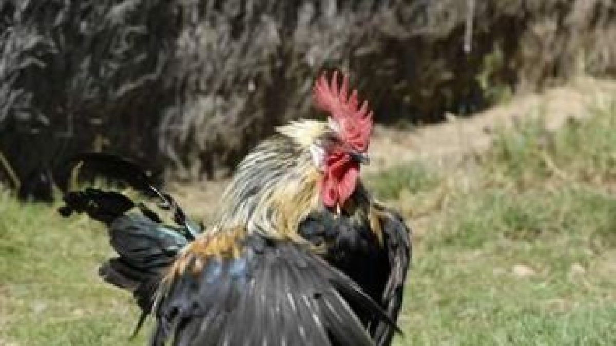 Un magnífico ejemplar de gallo del Curueño cuyas plumas tienen un brillo y una textura imcomparable