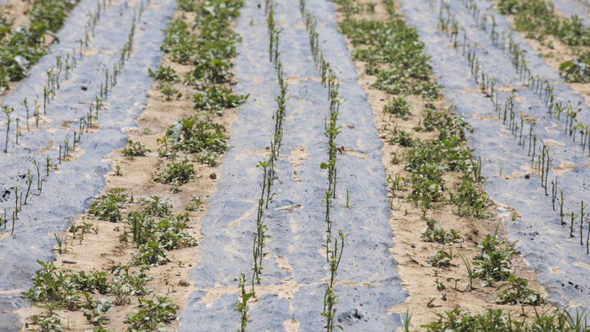Reportaje sobre los pimientos que se han echado a perder con las tormentas en Fresno de la Vega. F. Otero Perandones.