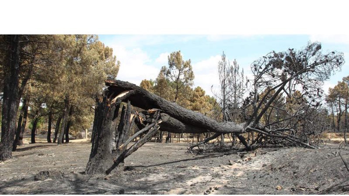 La anterior normativa impedía construir en zonas afectadas por el fuego durante los treinta años posteriores al siniestro. En la imagen, Tabuyo del Monte.