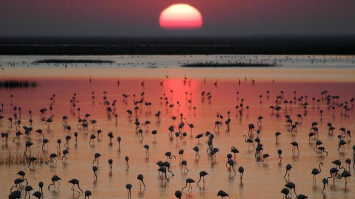 El parque de Doñana.