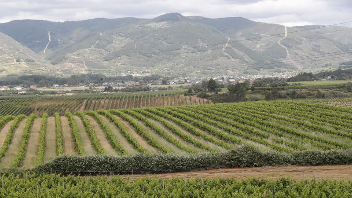 Entorno agrícola en el que se ha proyectado un parque solar. L. DE LA MATA