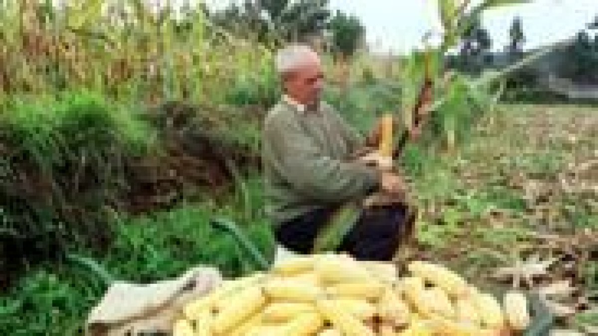 El cultivo del maíz puede ser ruinoso este año