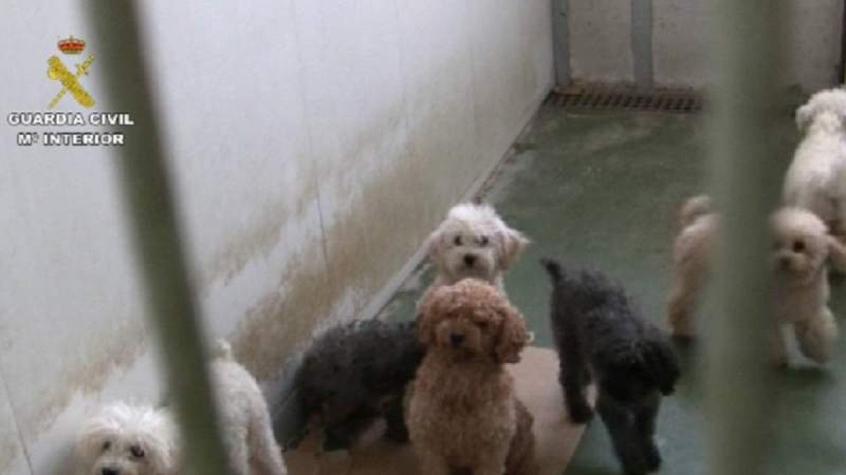 Los perros intervenidos por la Guardia Civil en la operación