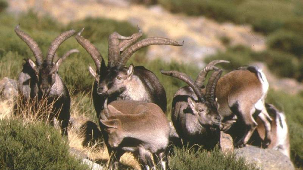 Cabras montesas en la reserva de Riaño.