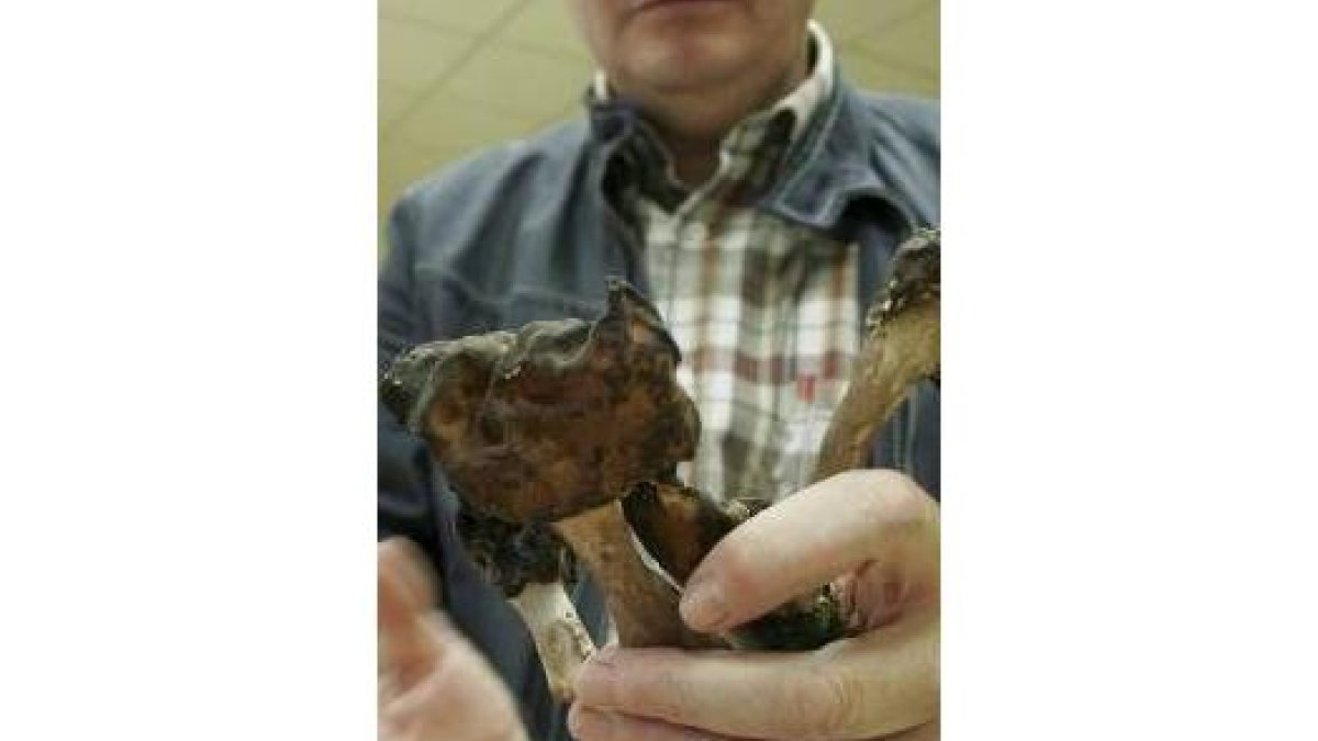 El ramillete de las mortales y raras Gyromitra infula