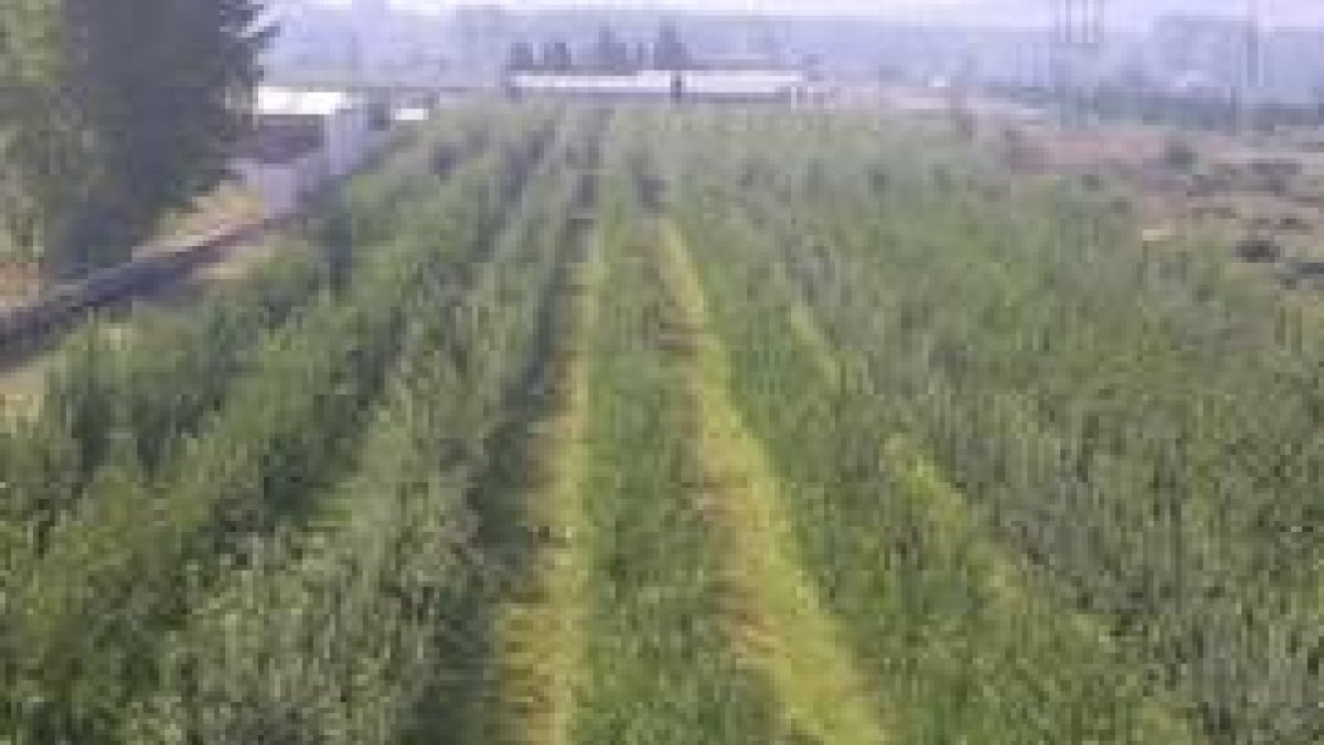 En plantaciones como esta de Carracedelo, hay quien roba fruta