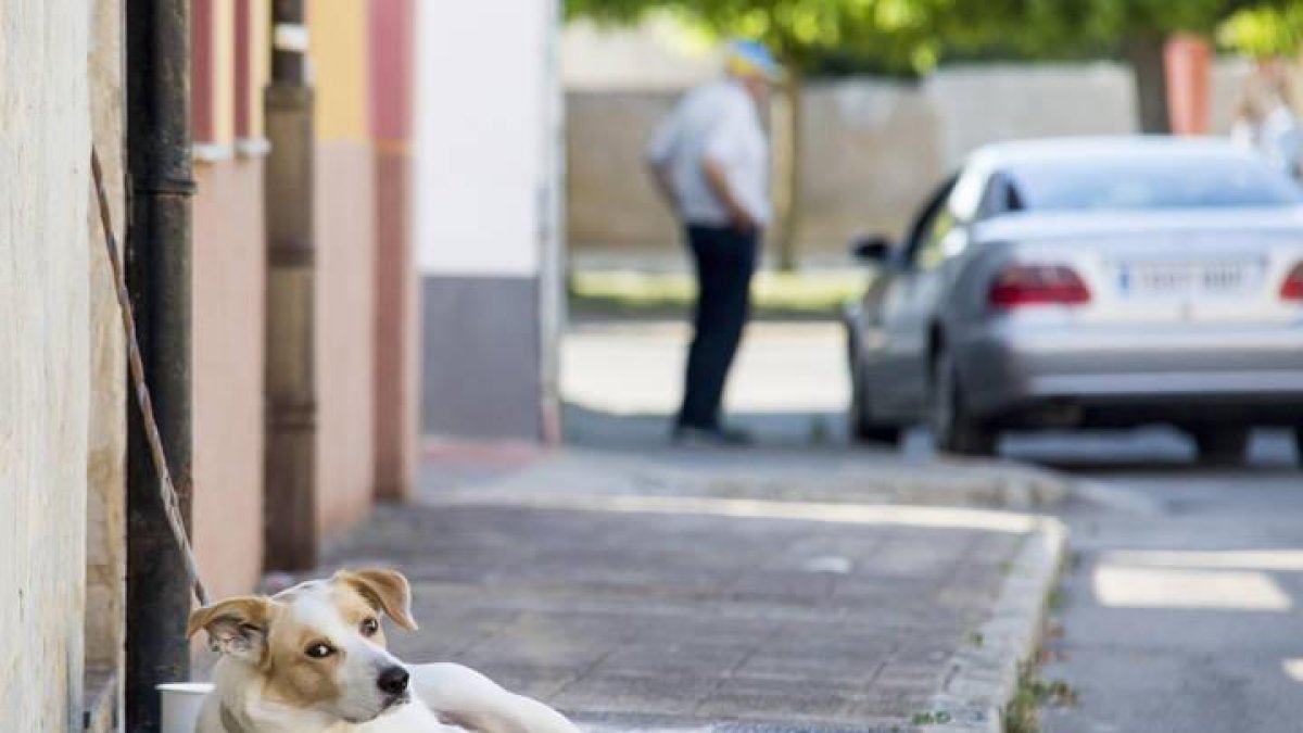 Un perro reposa a la sombra en Mansilla de las Mulas.