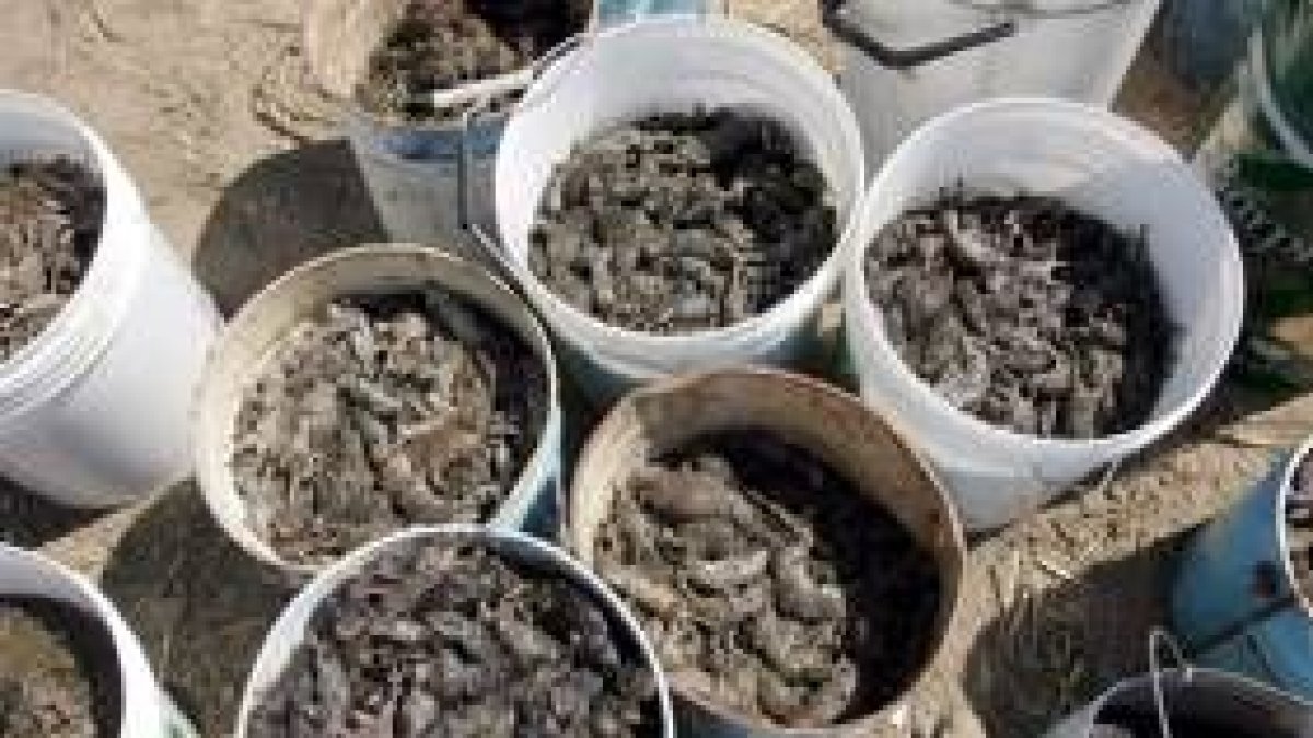Los agricultores se quejan de la gran proliferación de topillos en los campos