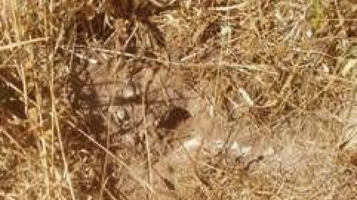 Madriguera de topillos ubicada en el parque de Los Camineros en Valencia de Don Juan