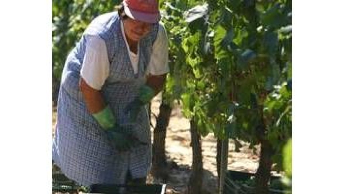 Los controles en los viñedos buscan incrementar la calidad de los vinos