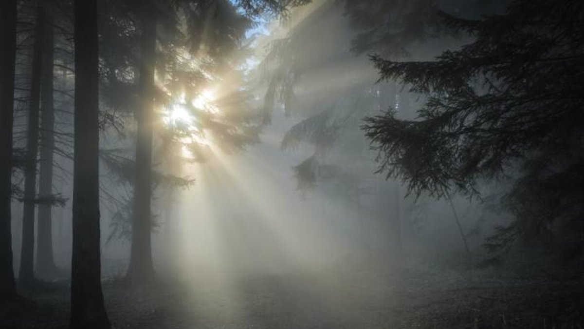 Rayo de luz del sol naciente sobre un bosque de León
