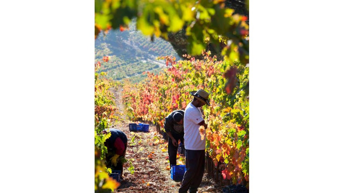 Los viñedos de Liarán, ubicados en un paraje privilegiado de la viña berciana en Villafranca, ocupan laderas de pronunciada pendiente y buena orientación. Mencía sobre todo pero también garnacha tintorera y godello y valenciana componen su paleta varietal