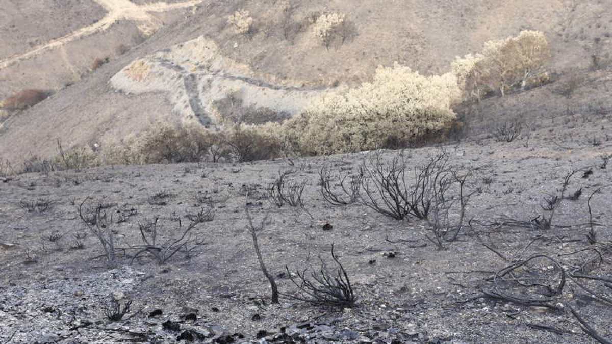 Paraje afectado por el incendio que asoló a casi 10.000 hectáreas de La Cabrera. MARCIANO